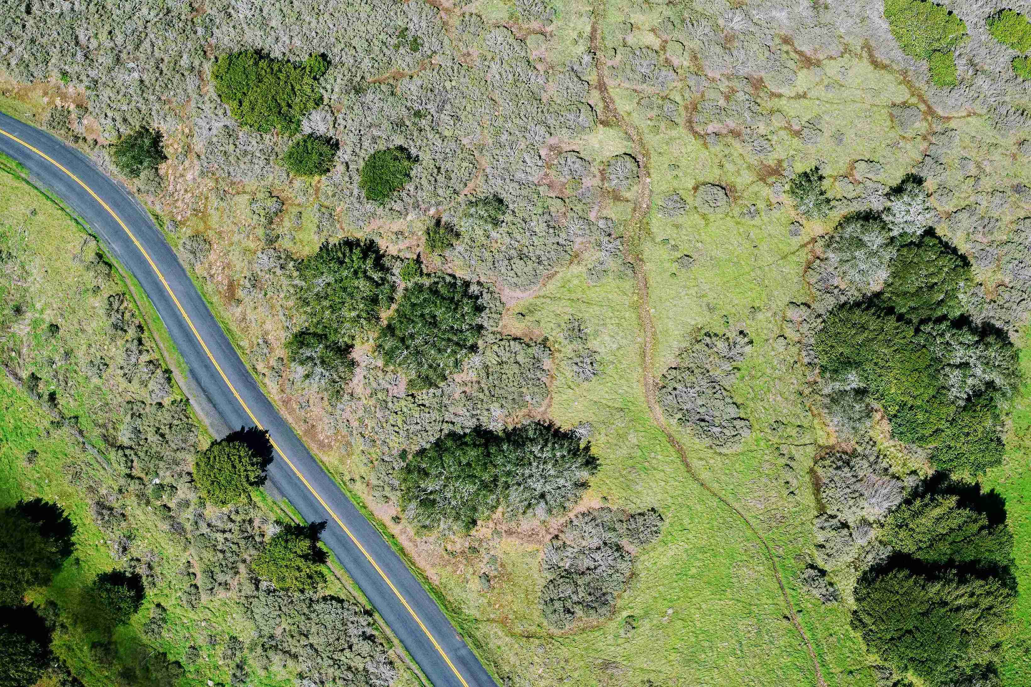 Overhead drone view of road through grassy terrain with scattered trees