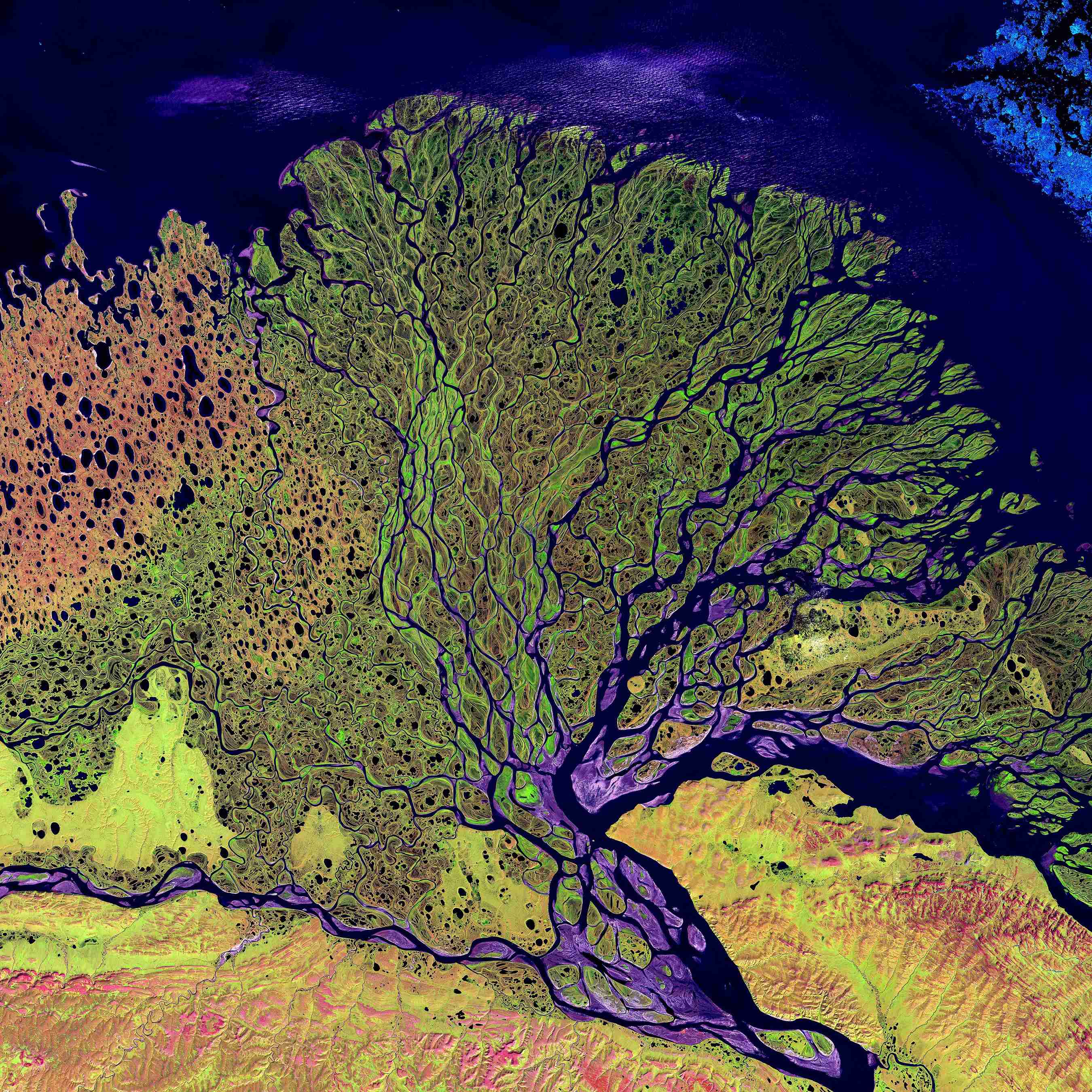 Satellite image showing a river delta branching into multiple channels across green, yellow, and purple terrain