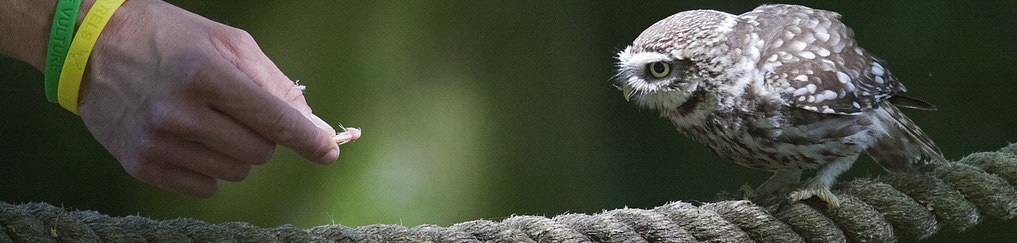 A person's hand giving a hawk an insect