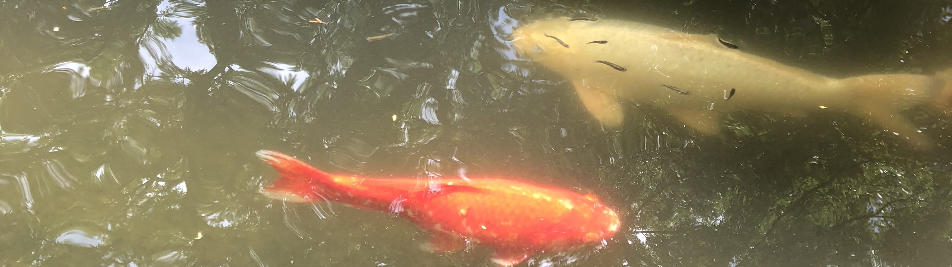 Koi