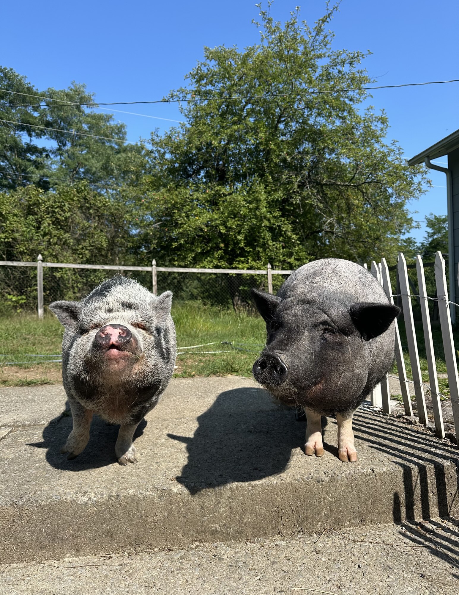 Two pigs