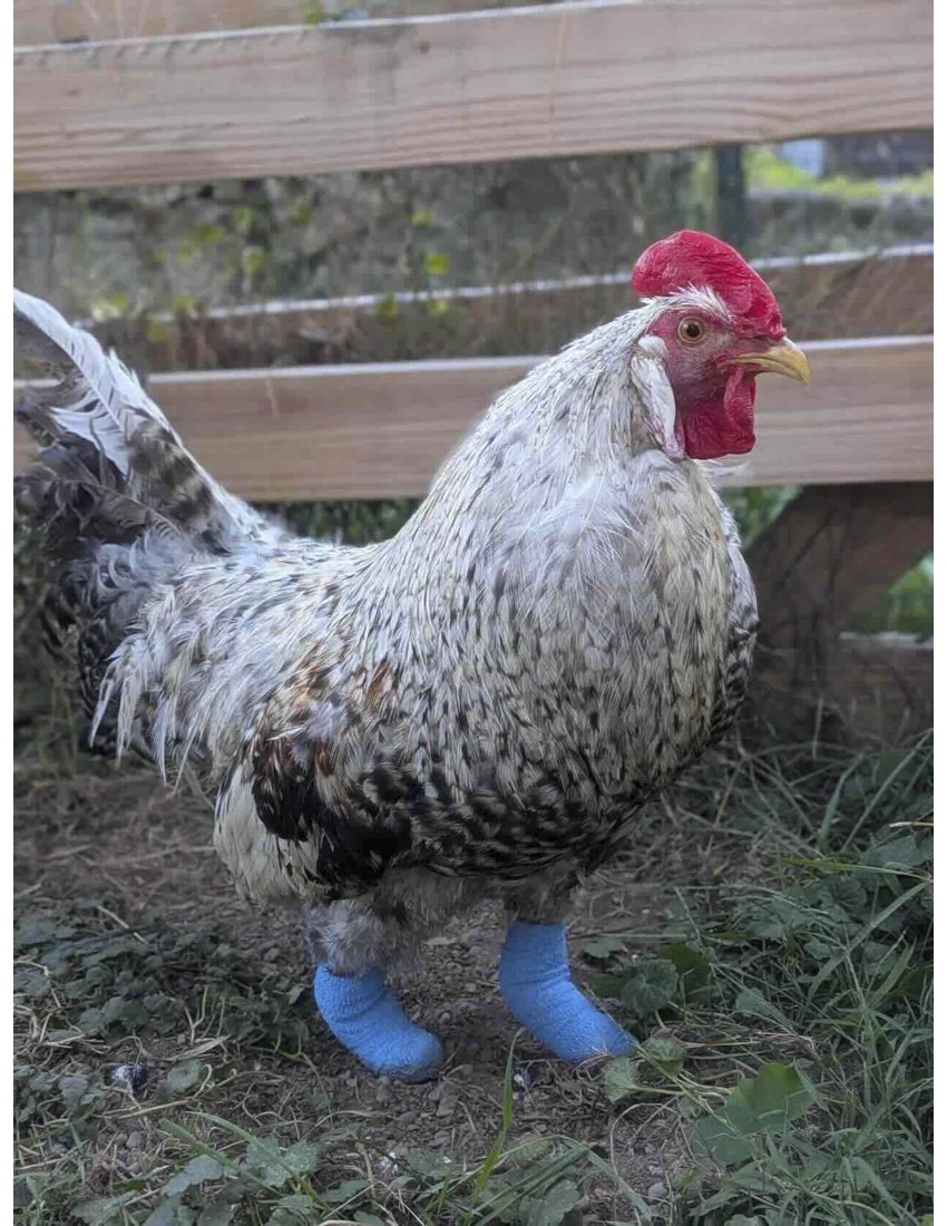 A rooster with socks