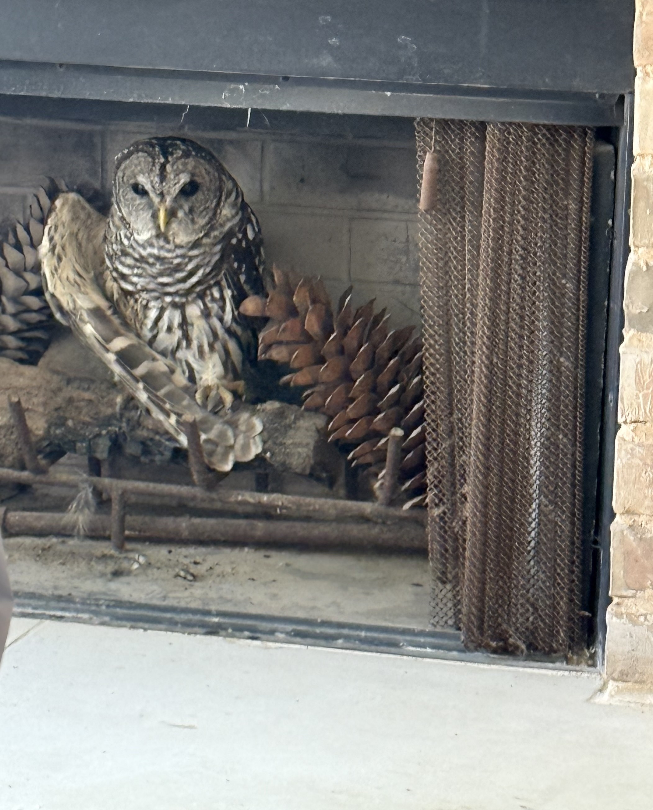 Barred owl sitting in am outdoor fireplace
