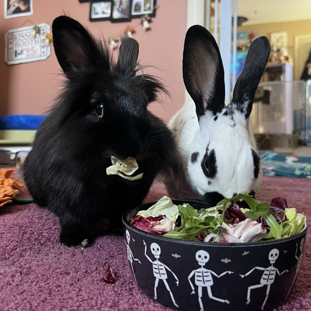 Two bunnies