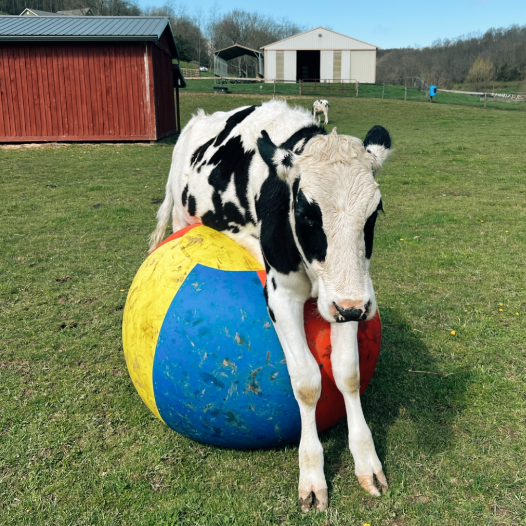 Cow playing with a ball