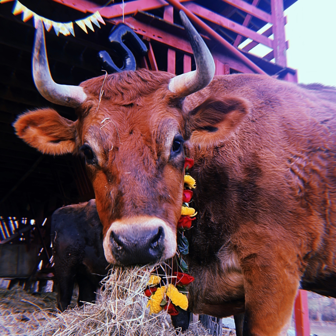 Cow eating hay