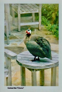 A bird.