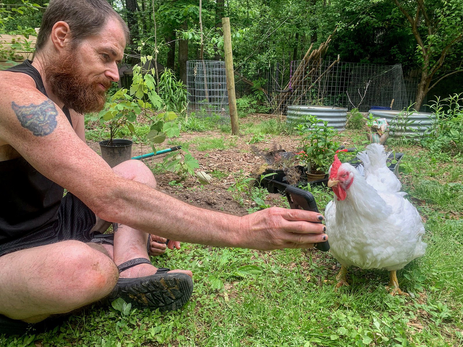 A person shows a phone to a chicken