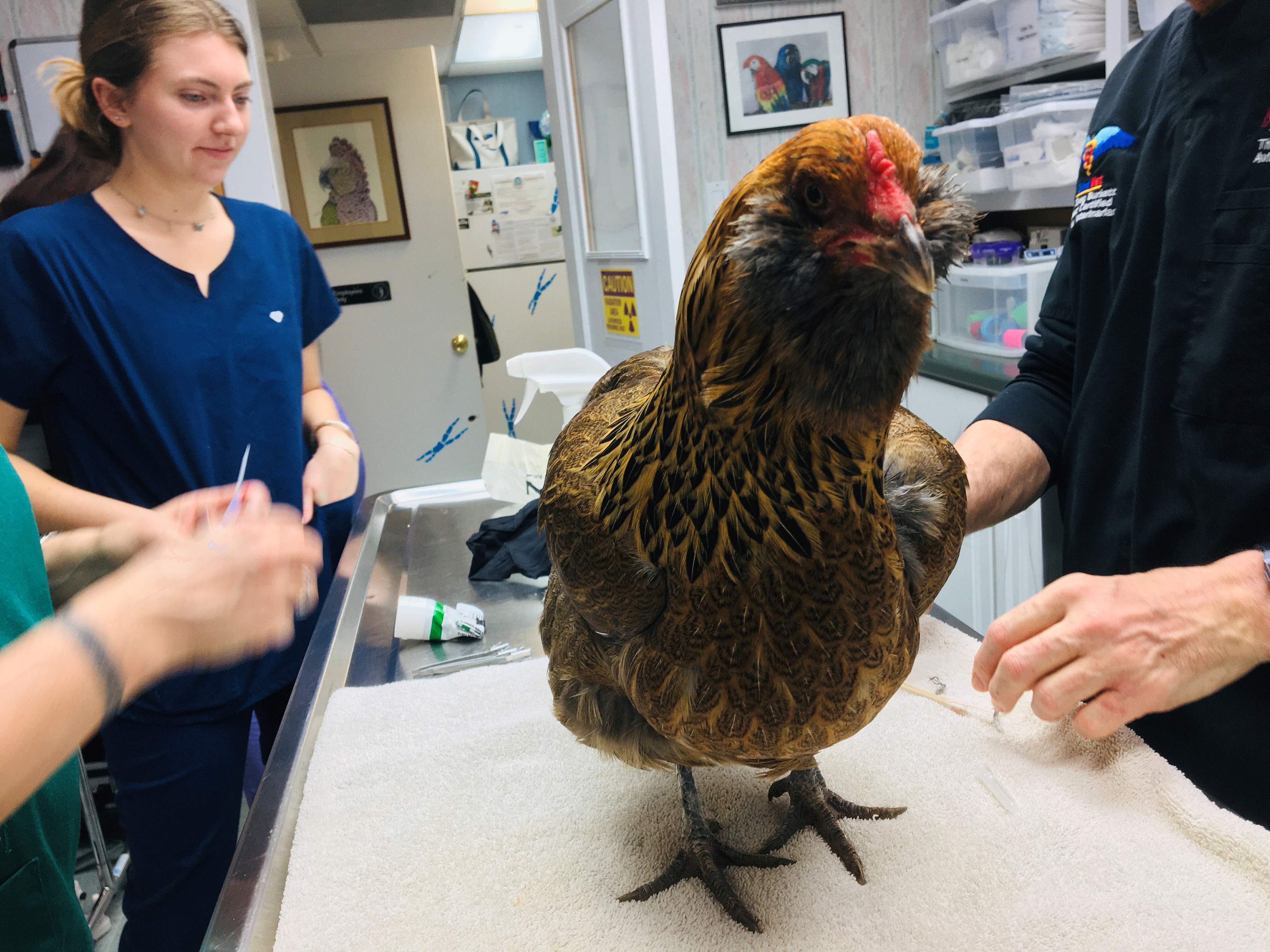 A chicken with two veterinarians 