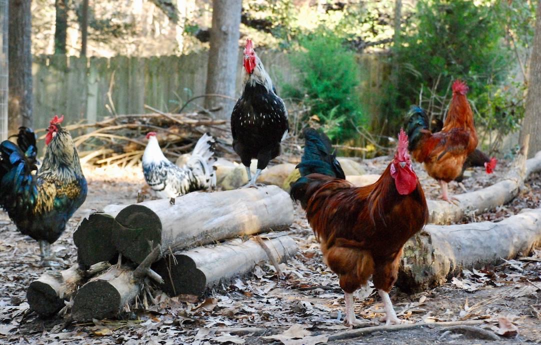 A group of chickens