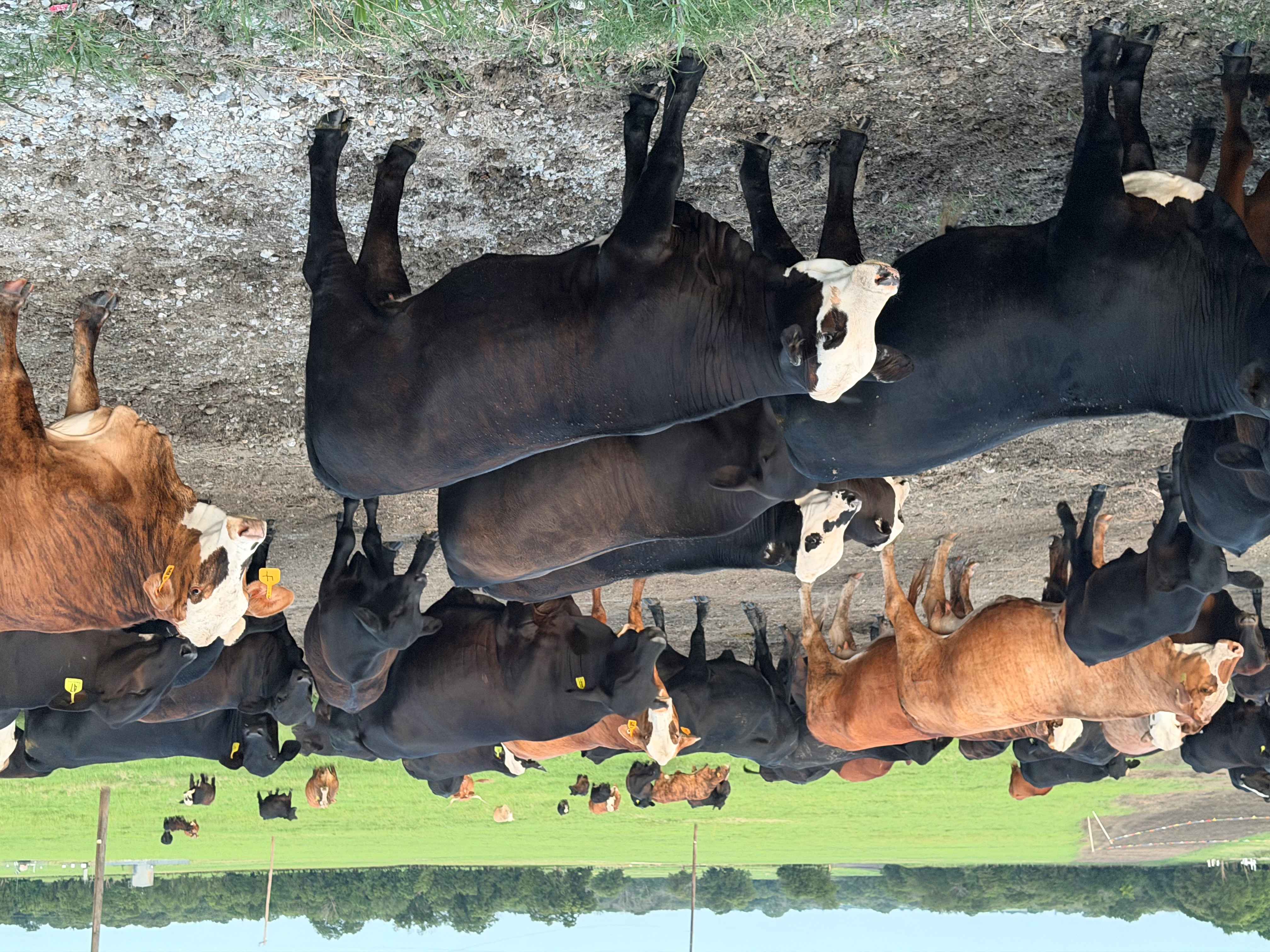 A herd of cattle