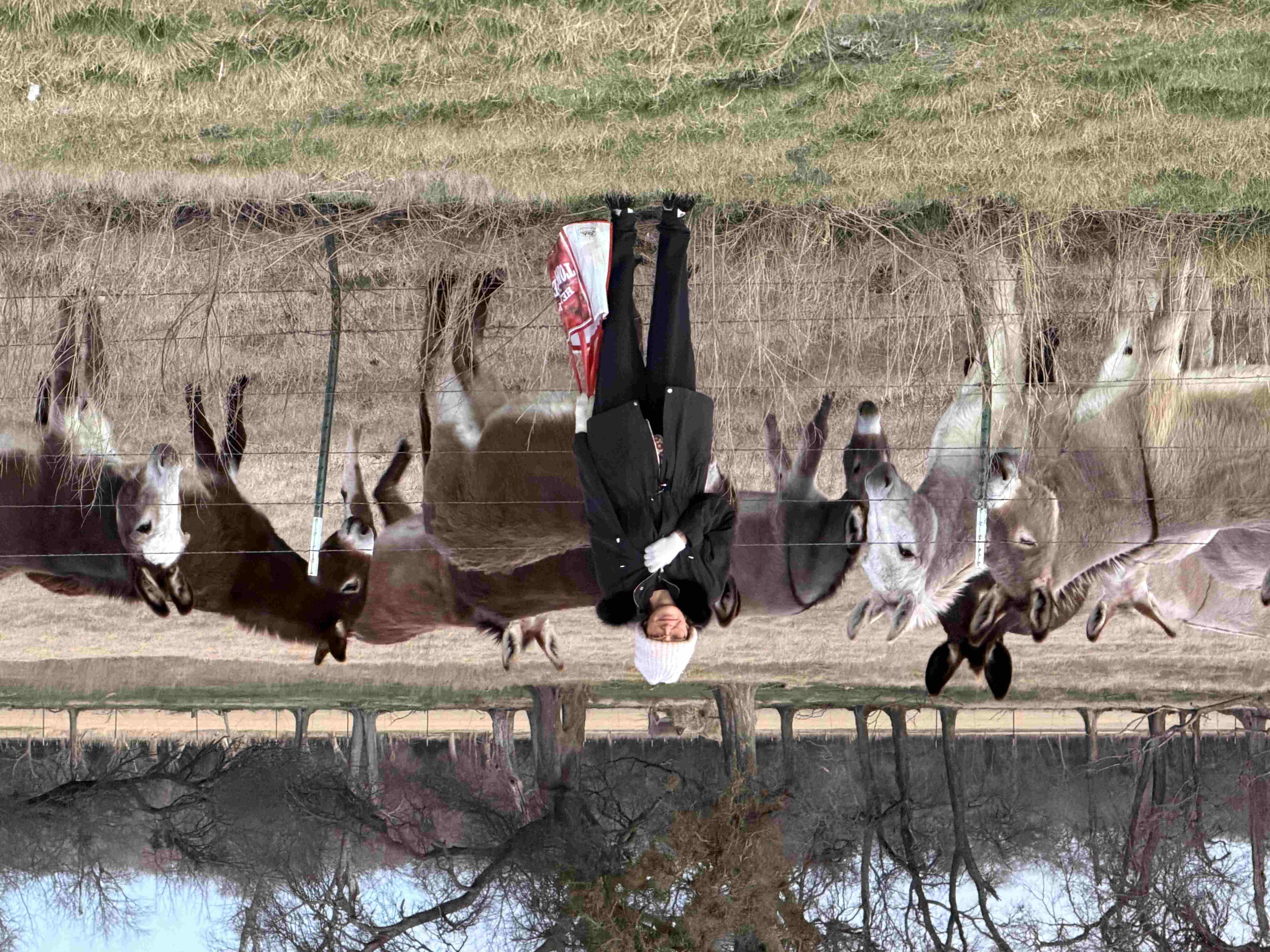 A woman stands in front of a herd of donkeys