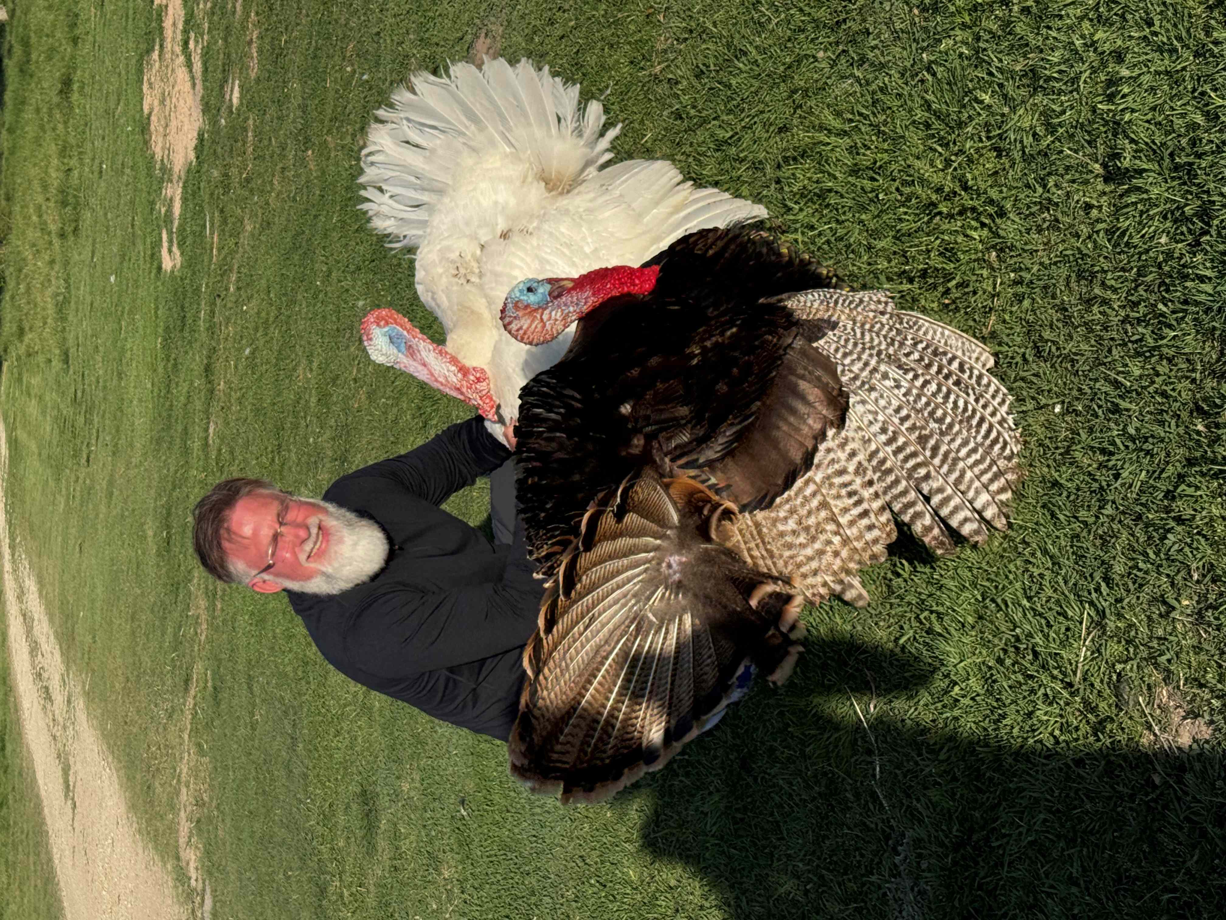 a man and two turkeys