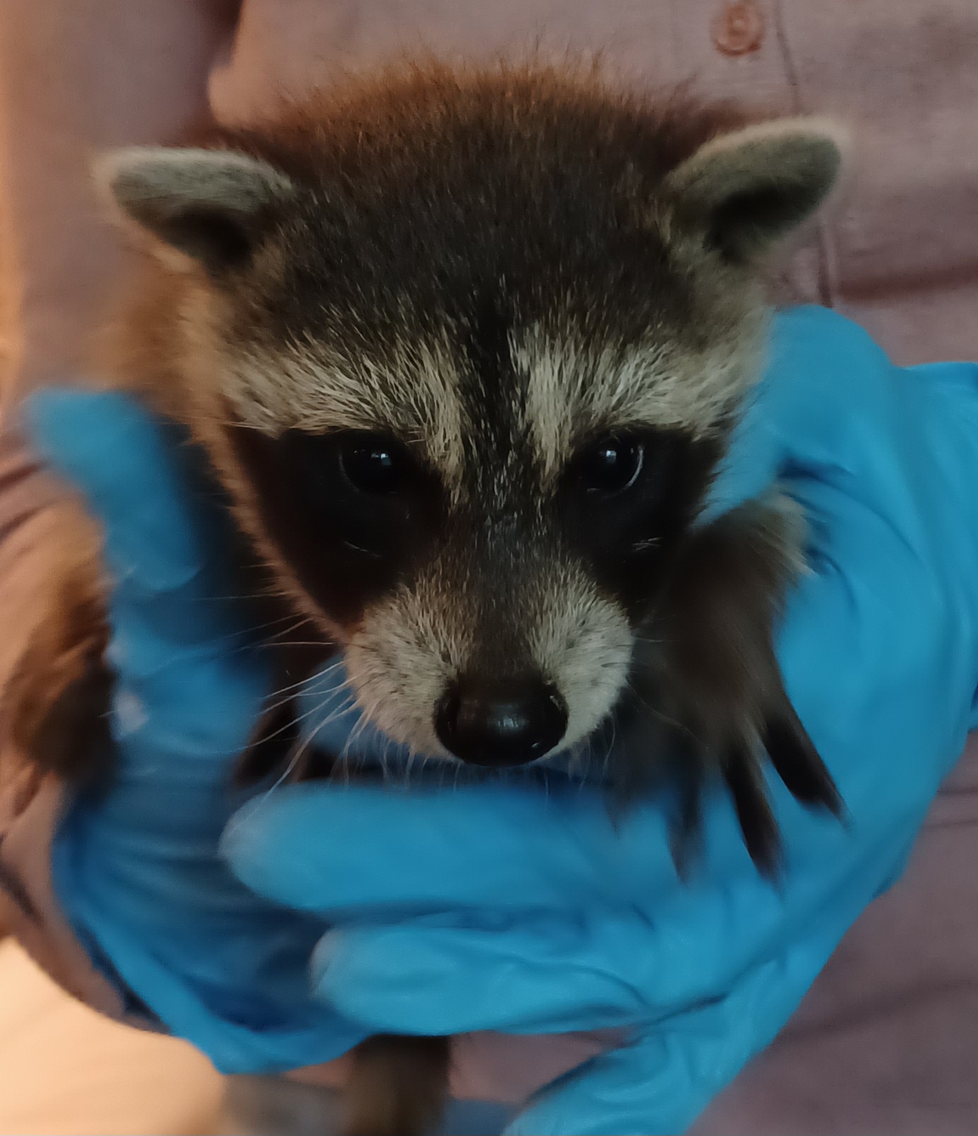 baby raccoon