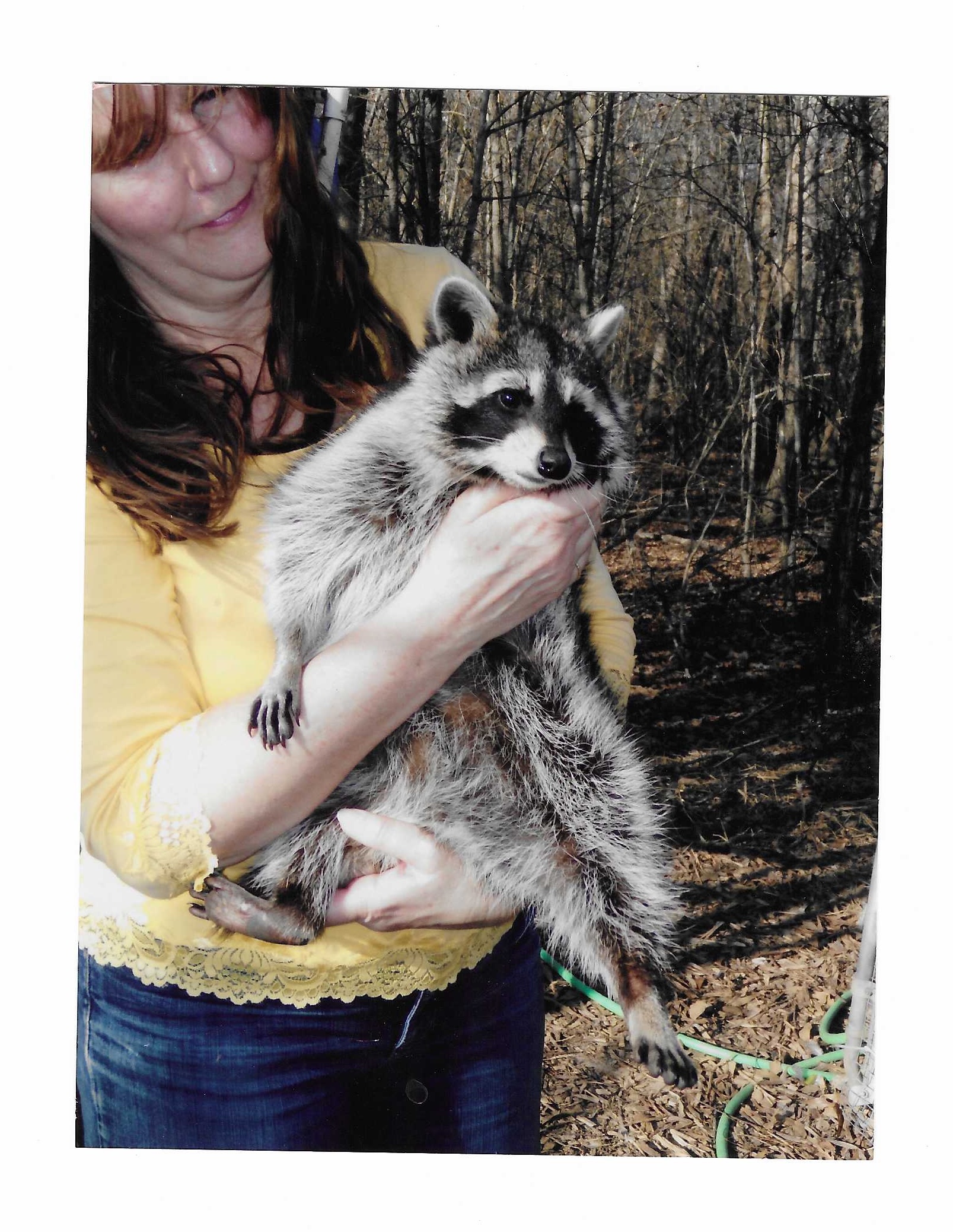 woman holds a raccoon