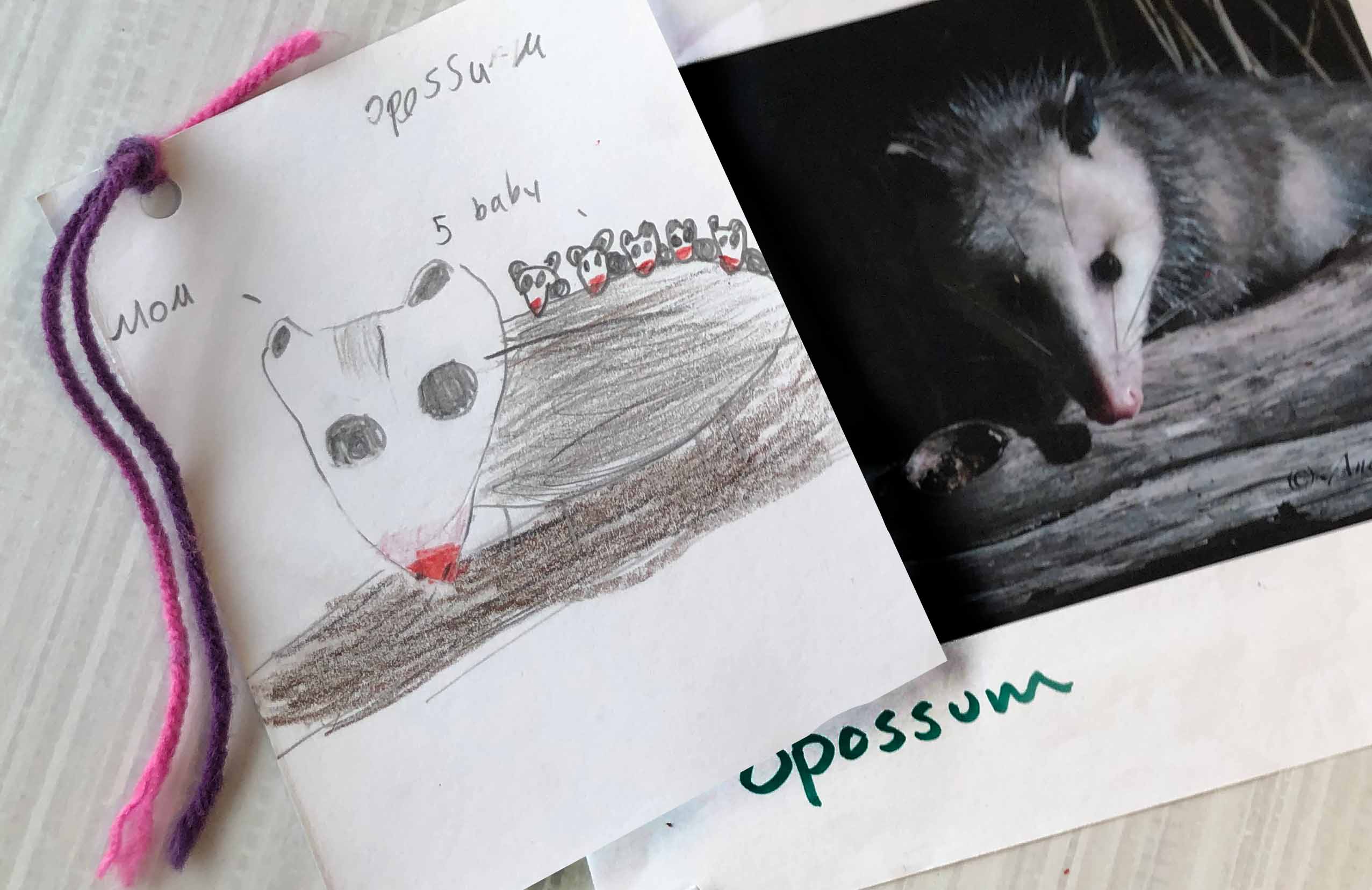 an image of a possum and a child's interpretation of a possum 